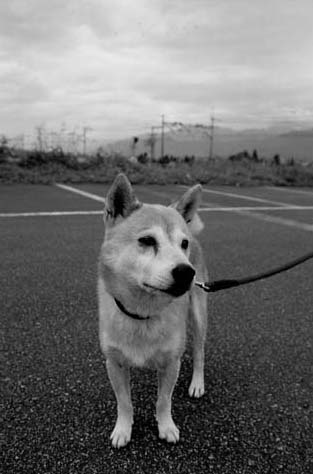 �W���[�̎ʐ^